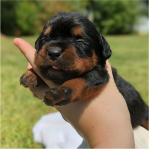 Rottweiler Puppy